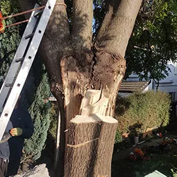 broken tree